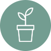 growing plant icon